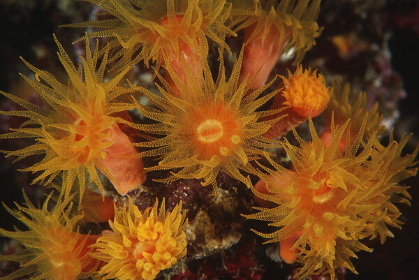 Polyps of cup coral