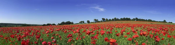 Поле з маками — стокове фото