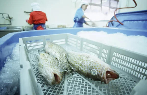 Pescado en canasta sobre hielo — Foto de Stock