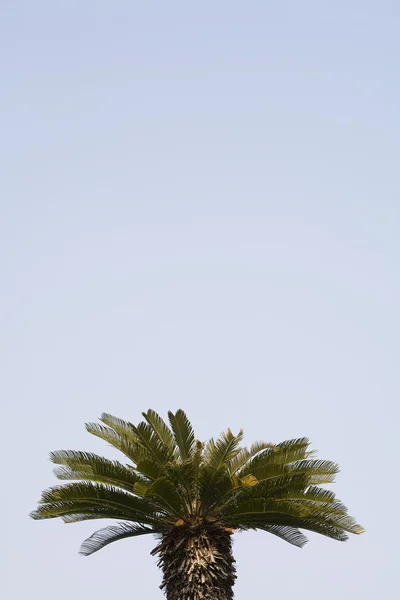 Palmiye ağacı ve mavi gökyüzü — Stok fotoğraf