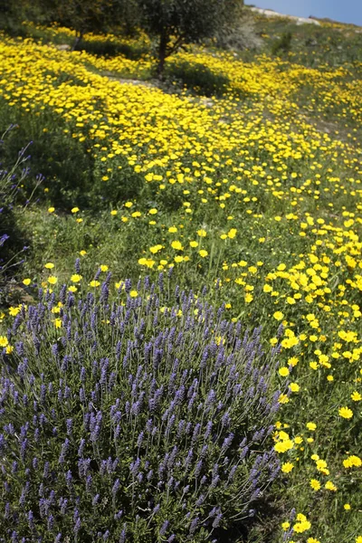 Lavendel und Gänseblümchen — Stockfoto