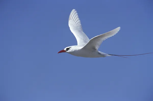 Tropicbird à queue rouge — Photo