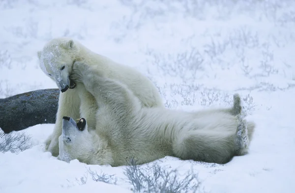 Polar oso cachorros jugando en la nieve — Foto de Stock