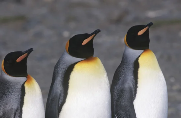 Pingüinos Rey de pie lado a lado — Foto de Stock