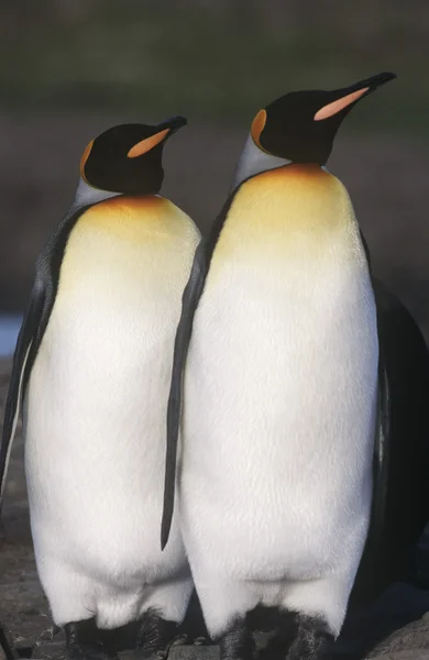 King Penguins caminando —  Fotos de Stock