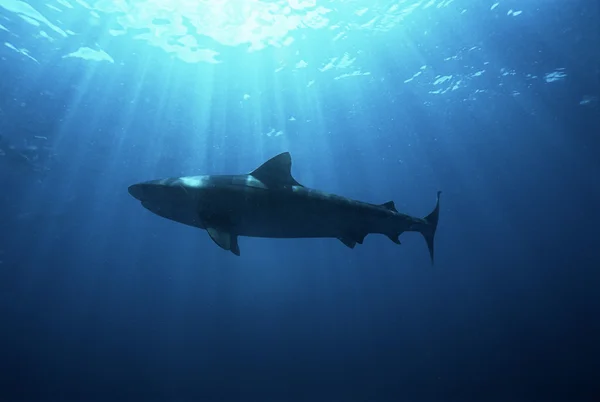 Чёрная акула — стоковое фото