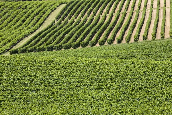 Landelijk landschap — Stockfoto