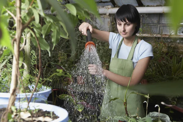 Broeikasgassen werknemer drenken planten — Stockfoto