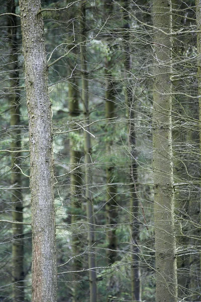 Tronchi d'albero sottili — Foto Stock