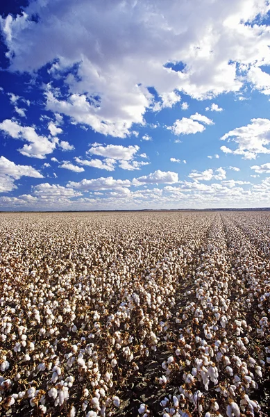 Cotton field — Stock Photo, Image