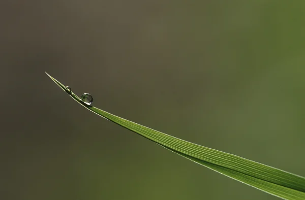 Rocío gota en la hoja de hierba — Foto de Stock