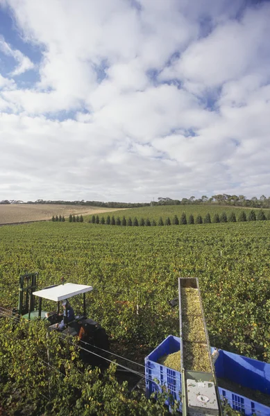 Harvesting wine grapes — Stock Photo, Image