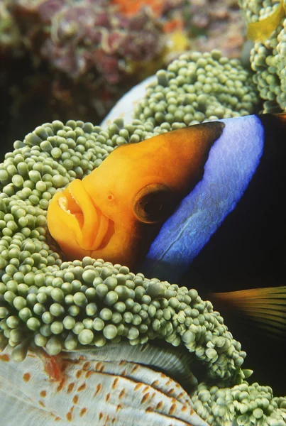 Orange-fin anemonefish skyddande i anemone — Stockfoto