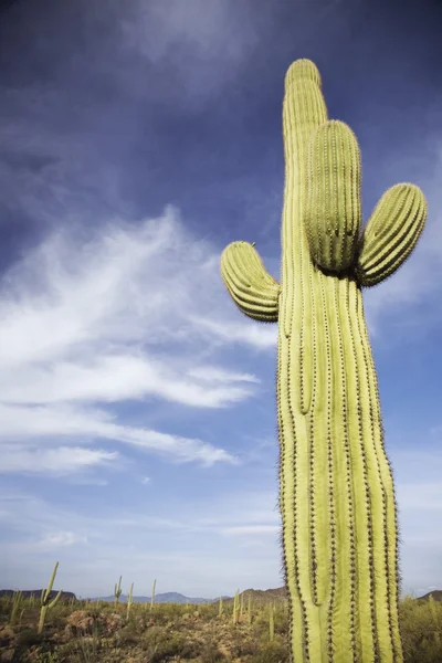 Saguaro cactus in de woestijn — Stockfoto