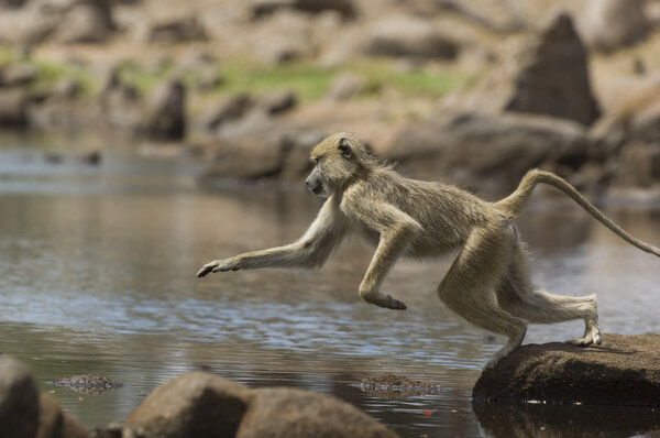 Baboon Leaping Over Rocks