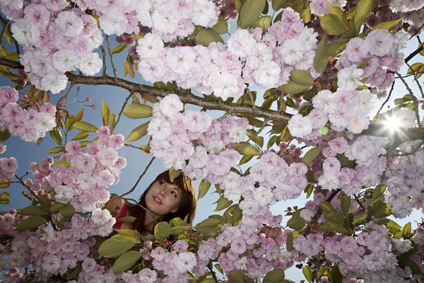 Frau in einem blühenden Kirschbaum — Stockfoto