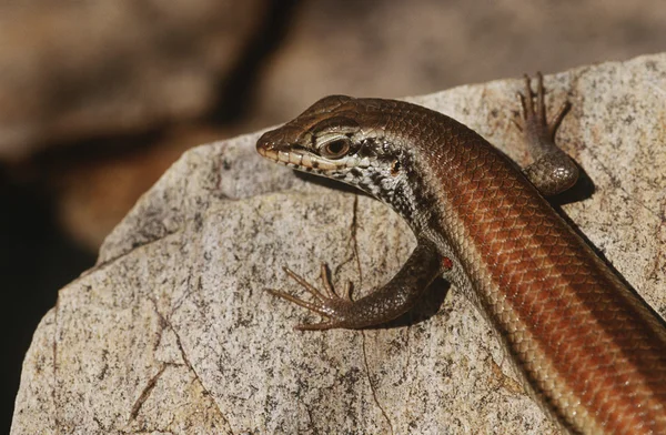 Variable Skink resting on rock — Stock Photo, Image