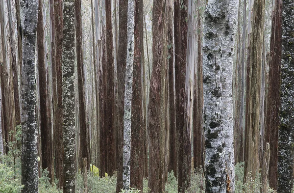 Trunks of Ash trees — Stock Photo, Image