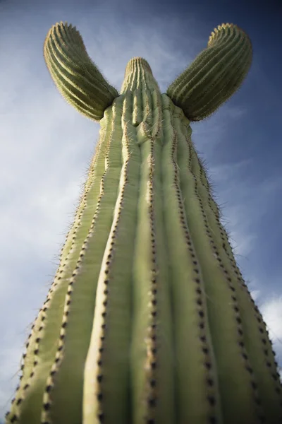 Saguaro cactus — Stock Photo, Image