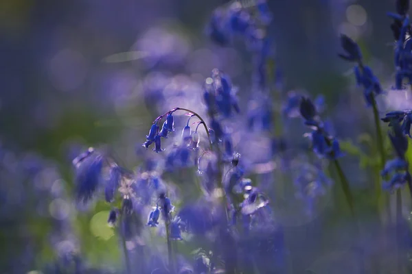 Lila Wildblumen — Stockfoto