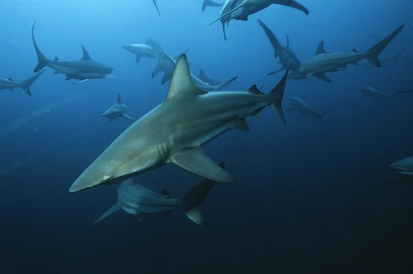 Blacktip sharks — Stock Photo, Image