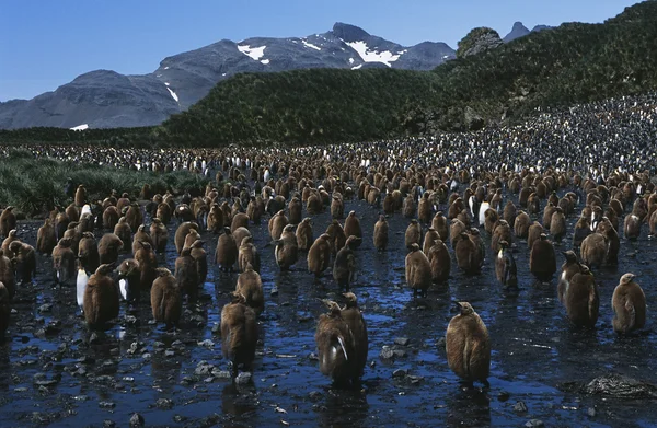Colônia de jovens pinguins-rei — Fotografia de Stock
