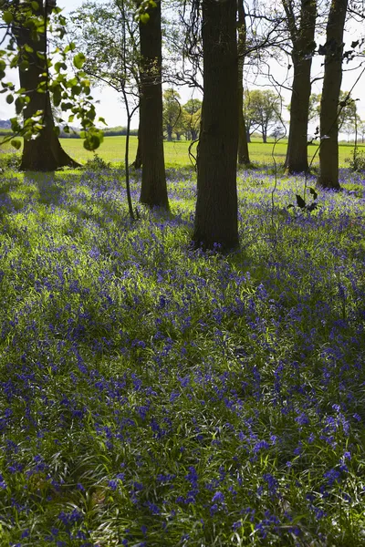 Wilde bloemen in bos — Stockfoto