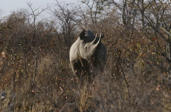 Zwarte neushoorn — Stockfoto