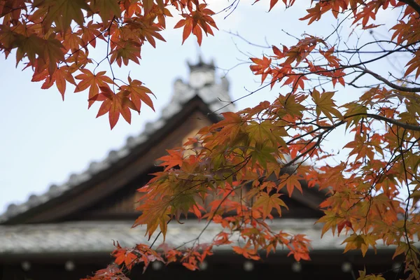 Templo telhado com árvore de bordo japonês — Fotografia de Stock