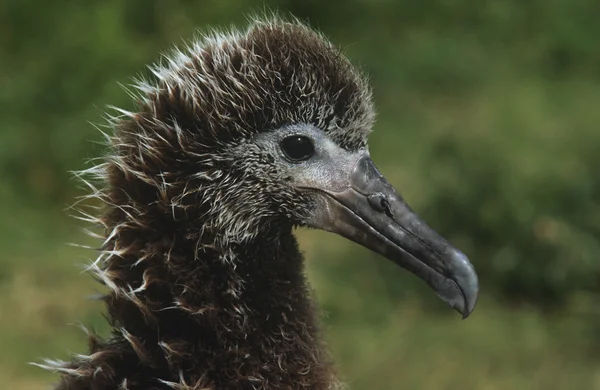 Albatros de Laysan — Foto de Stock