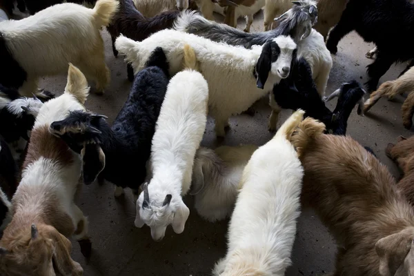 Cabras en venta en el mercado de Shindagha — Foto de Stock