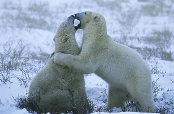 Oursons polaires jouant dans la neige — Photo