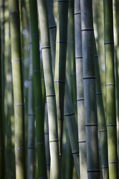 Bamboo grove — Stock Photo, Image