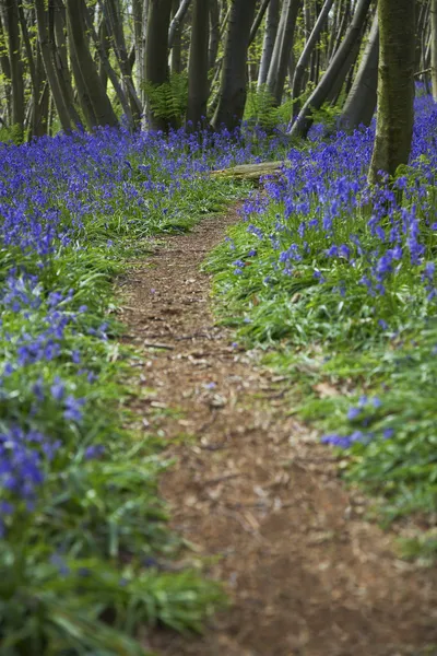 Gasse in Wildblumen — Stockfoto