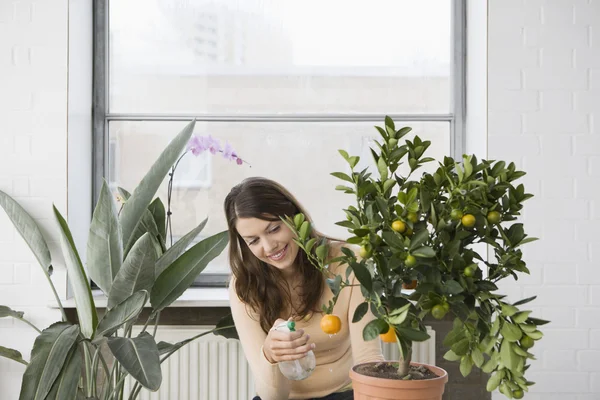 Frau pflegt Orangenbaum im Topf — Stockfoto