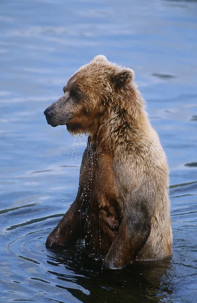 Καφέ αρκούδα στο νερό — Φωτογραφία Αρχείου