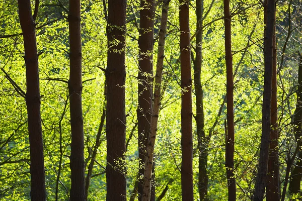 Träd i skogen — Stockfoto