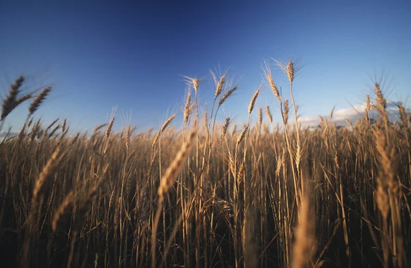 Grano coltivato in campo — Foto Stock