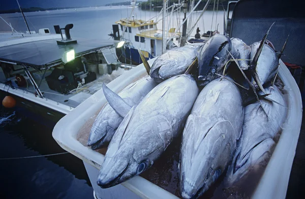 Рыба тунец в контейнере на лодке — стоковое фото