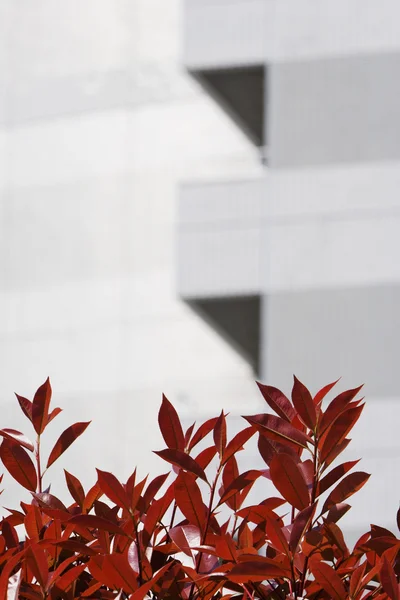 Červené listy od mrakodrap — Stock fotografie