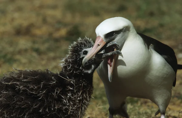 Yavru besleme laysan Albatros — Stok fotoğraf