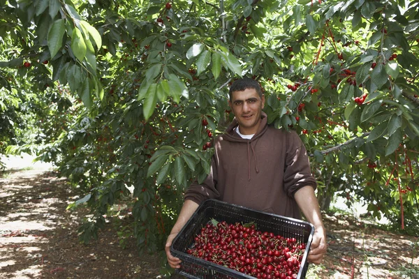 Фермер со свежесобранными вишнями — стоковое фото