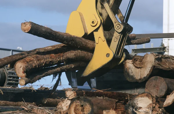 Odlesňování za woodchipping na plantáži — Stock fotografie