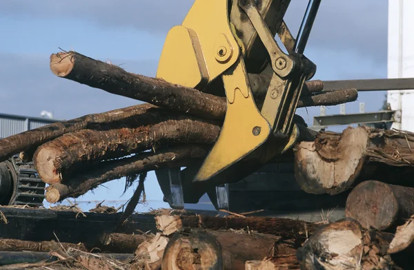 Αποψίλωση των δασών για woodchipping στη φυτεία — Φωτογραφία Αρχείου