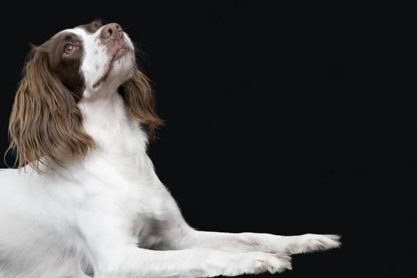 Angielski springer spaniel — Zdjęcie stockowe