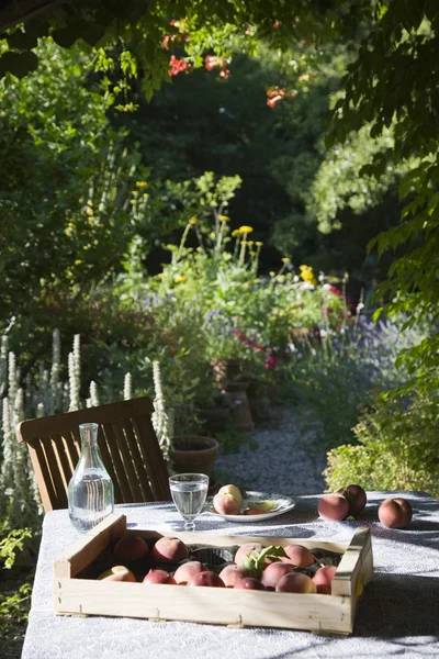 Персики на столе в саду — стоковое фото