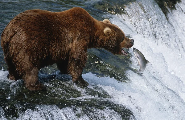 Бурый медведь ловит лосося в реке — стоковое фото