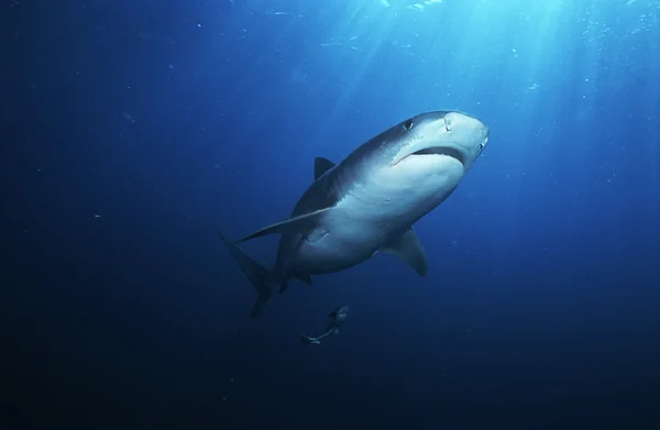 Tubarão-tigre — Fotografia de Stock