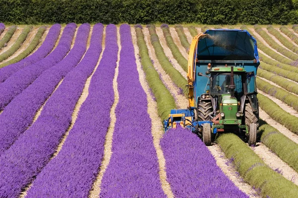 Tractor labranza campo de lavanda — Foto de Stock