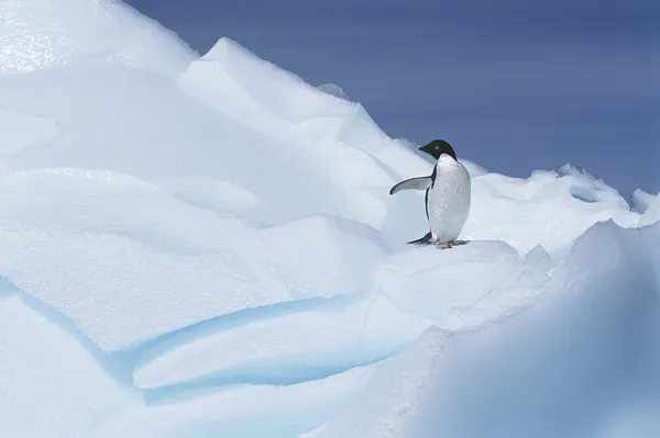 Pinguim Adeliae — Fotografia de Stock